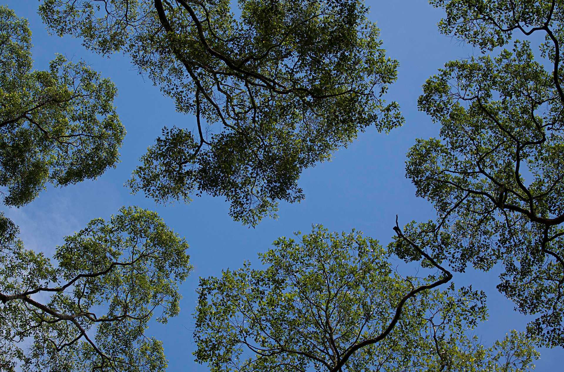 Looking up at a blue sky through a tree canopy.