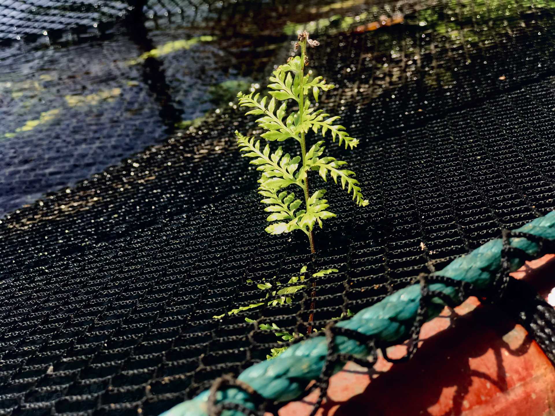 A small green plant growing out of a net