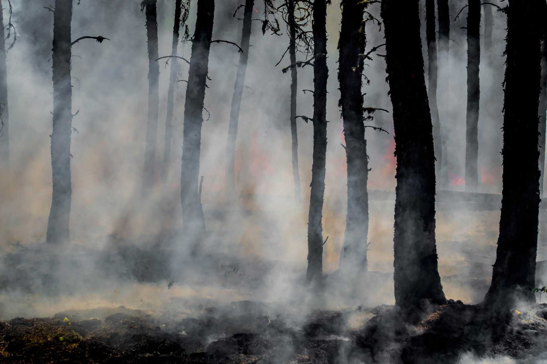 Smoke and glowing embers dominate the forest